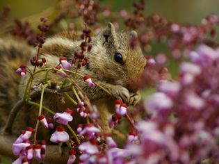 Squirrel enjoying the Springtime
