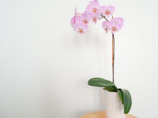 an orchid plant on a side table