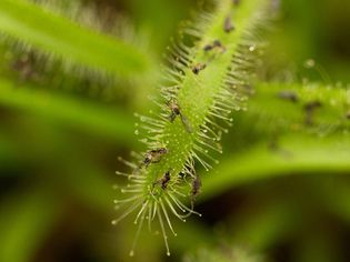 Fungus gnats on houseplant with spikes closeup
