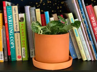 A Silvery Ann Vine (Scindapsus pictus) in a terracotta pot on a shelf with books in the background
