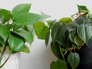 A green pothos in a white pot sits next to a heart-leaf philodendron in a black pot.
