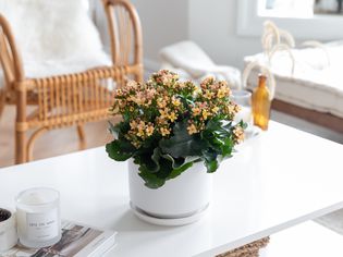 Yellow begonia flowers in white pot on living room table
