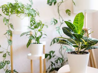 plants in a white room