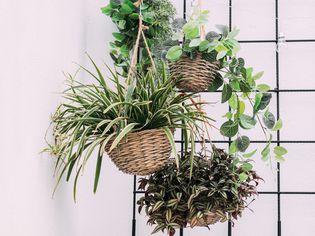 Arrangement of hanging wicker flowerpots with green house plants against a decorative background.