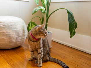 Brown striped cat sitting in front of a houseplant and cushion