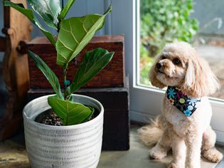 Small dog sitting next to toxic fiddle leaf fig plant