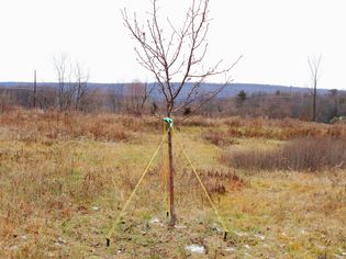 Staking and straightening a leaning tree