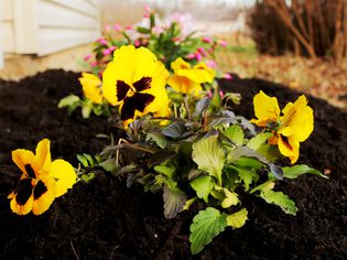 Flowerbed with yellow flowers surrounded by soil