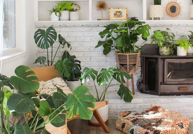 plants in a living room