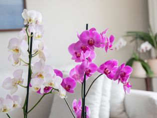 White and pink phalaenopsis orchids in living room