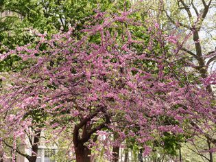 Eastern Redbud tree with blooming pink flowers surrounded by other trees