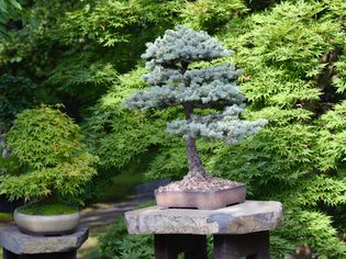 Pine bonsai tree on pedestal with rock on top next to other bonsai and trees