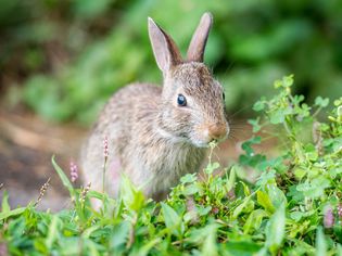 rabbit nibbling in a garden
