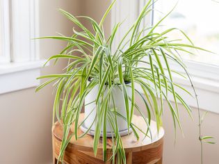 a spider plant by the windowsill