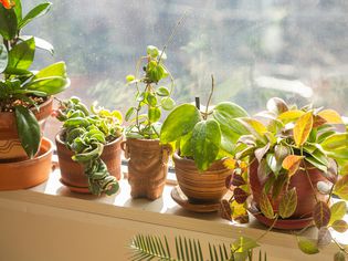 Different hoya plants along a sunny windowsill