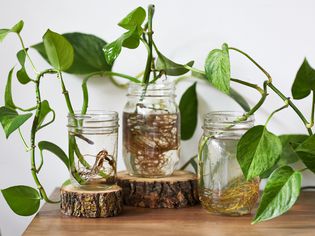 Pothos cuttings rooting in jars of water