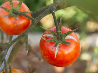 Red tomatoes hanging on diseased vine closeup