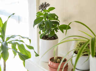 A heliotrope with purple flowers in a white pot among other houseplants near a window.